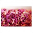 Rose petals